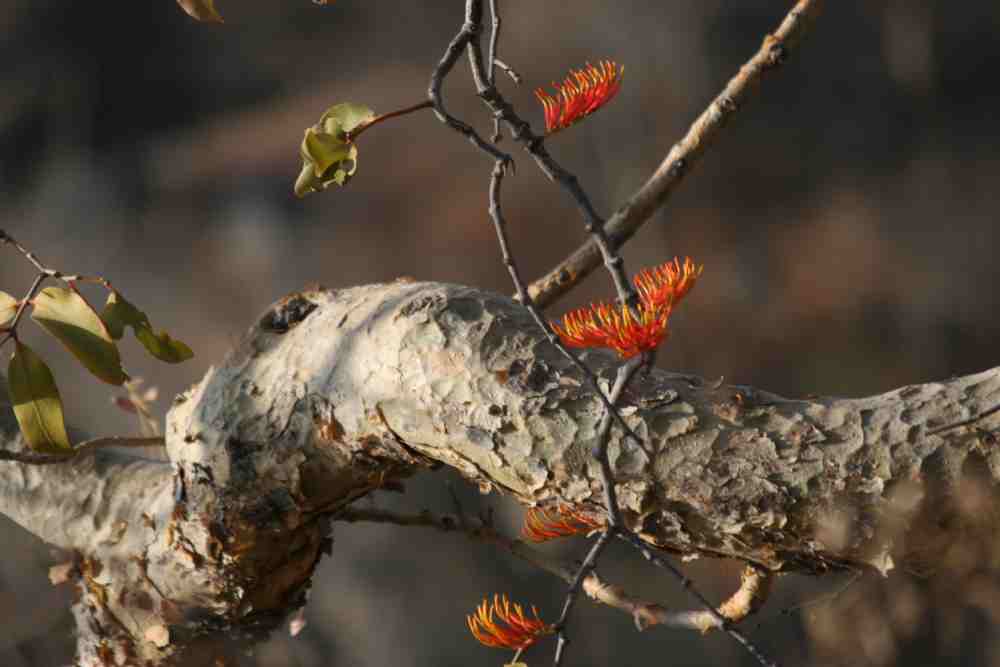 THE PRICELESS GRACE OF THE GURU<sup>2</sup>