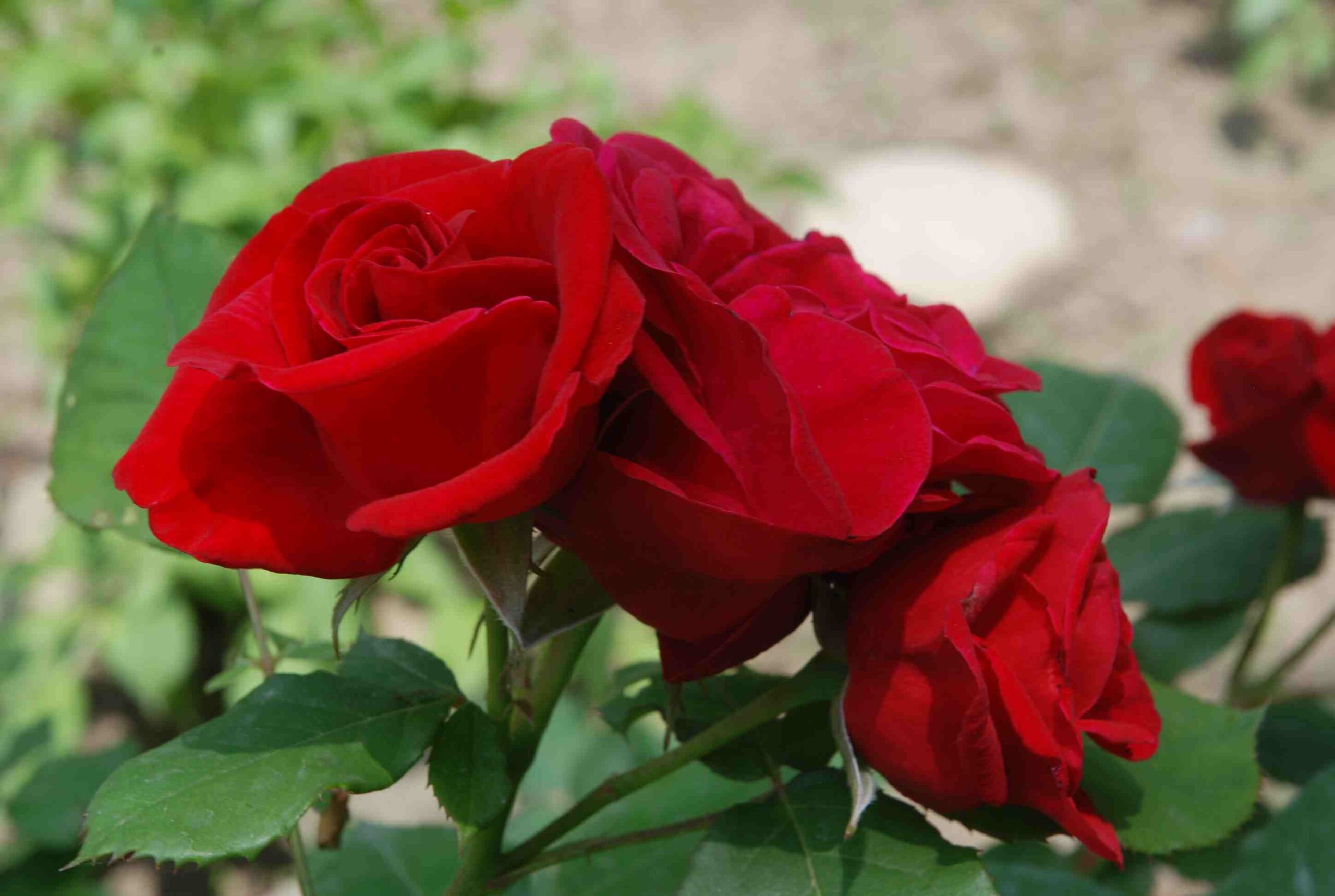 Jagriti & Abhishek Kriya (Nada)